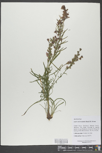 Liatris microcephala image