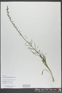 Liatris microcephala image