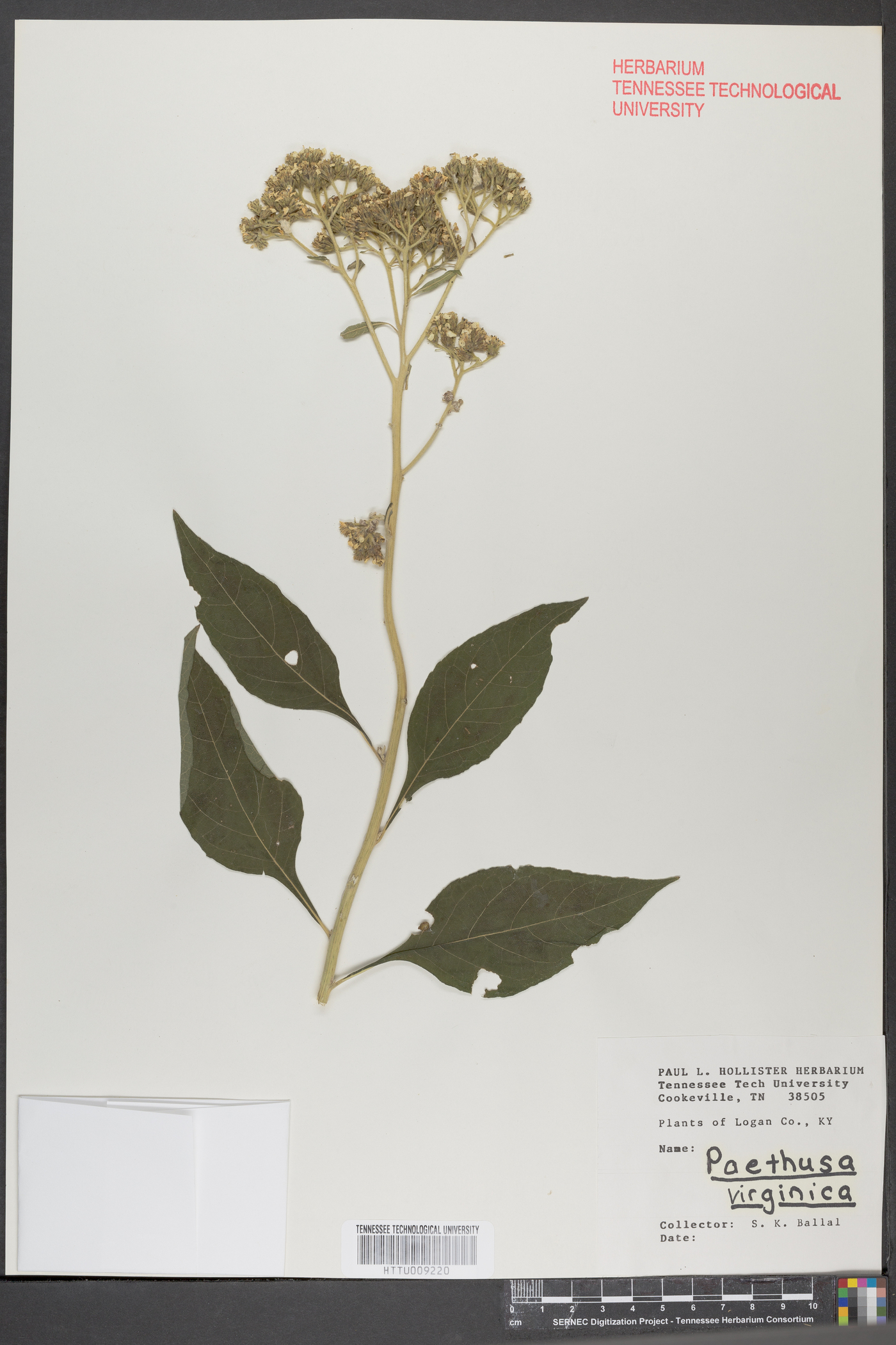 Phaethusa virginica image