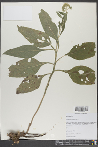 Parthenium integrifolium image