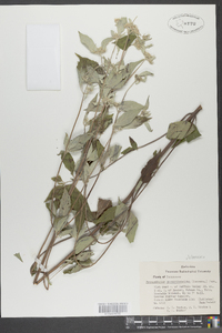 Pycnanthemum pycnanthemoides image