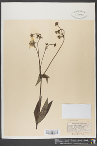 Silphium asteriscus image