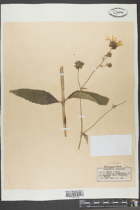 Silphium asteriscus image