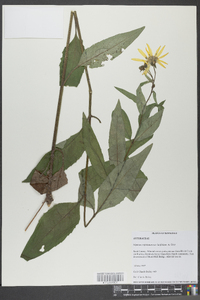 Silphium asteriscus var. latifolium image