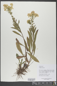 Solidago bicolor image