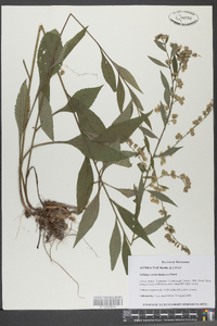 Solidago erecta image