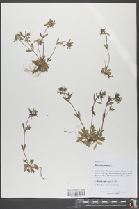 Houstonia purpurea image
