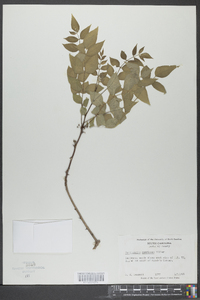 Zanthoxylum americanum image