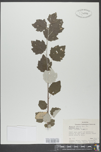 Populus alba image