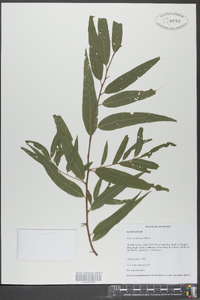 Salix caroliniana image