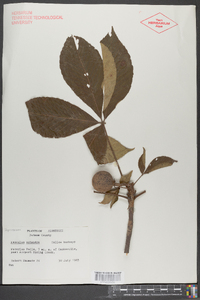 Aesculus flava image