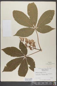 Aesculus flava image