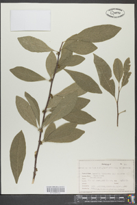 Sideroxylon lycioides image