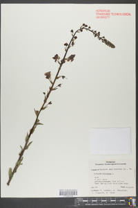 Verbascum blattaria image