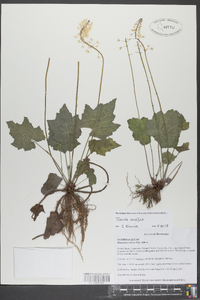 Heuchera villosa image