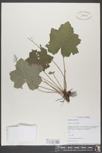 Heuchera villosa image