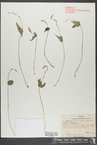 Mitella diphylla image