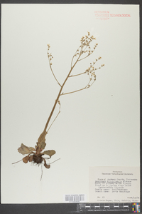 Micranthes virginiensis image