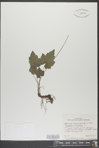 Tiarella cordifolia image