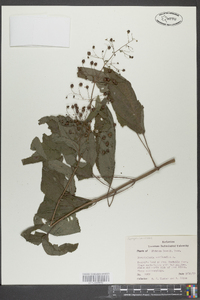 Scrophularia marilandica image