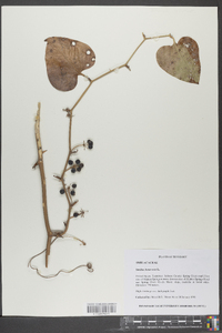 Smilax bona-nox image