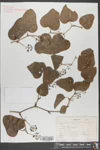 Smilax bona-nox image