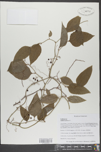 Smilax herbacea image