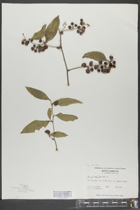 Smilax smallii image