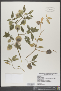 Physalis angulata image