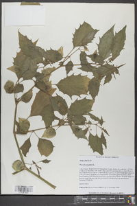 Physalis angulata image