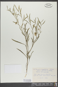 Physalis angustifolia image