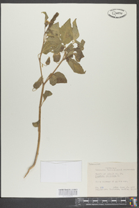 Physalis pubescens image