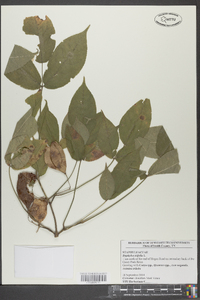 Staphylea trifolia image