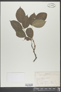 Staphylea trifolia image