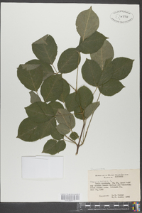 Staphylea trifolia image