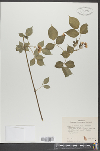 Staphylea trifolia image