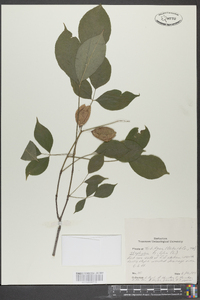 Staphylea trifolia image