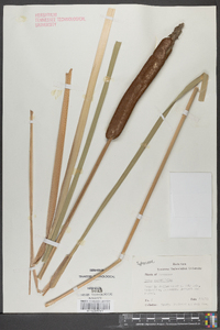 Typha angustifolia image