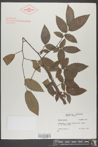 Ulmus alata image