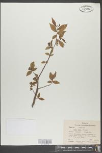 Ulmus alata image