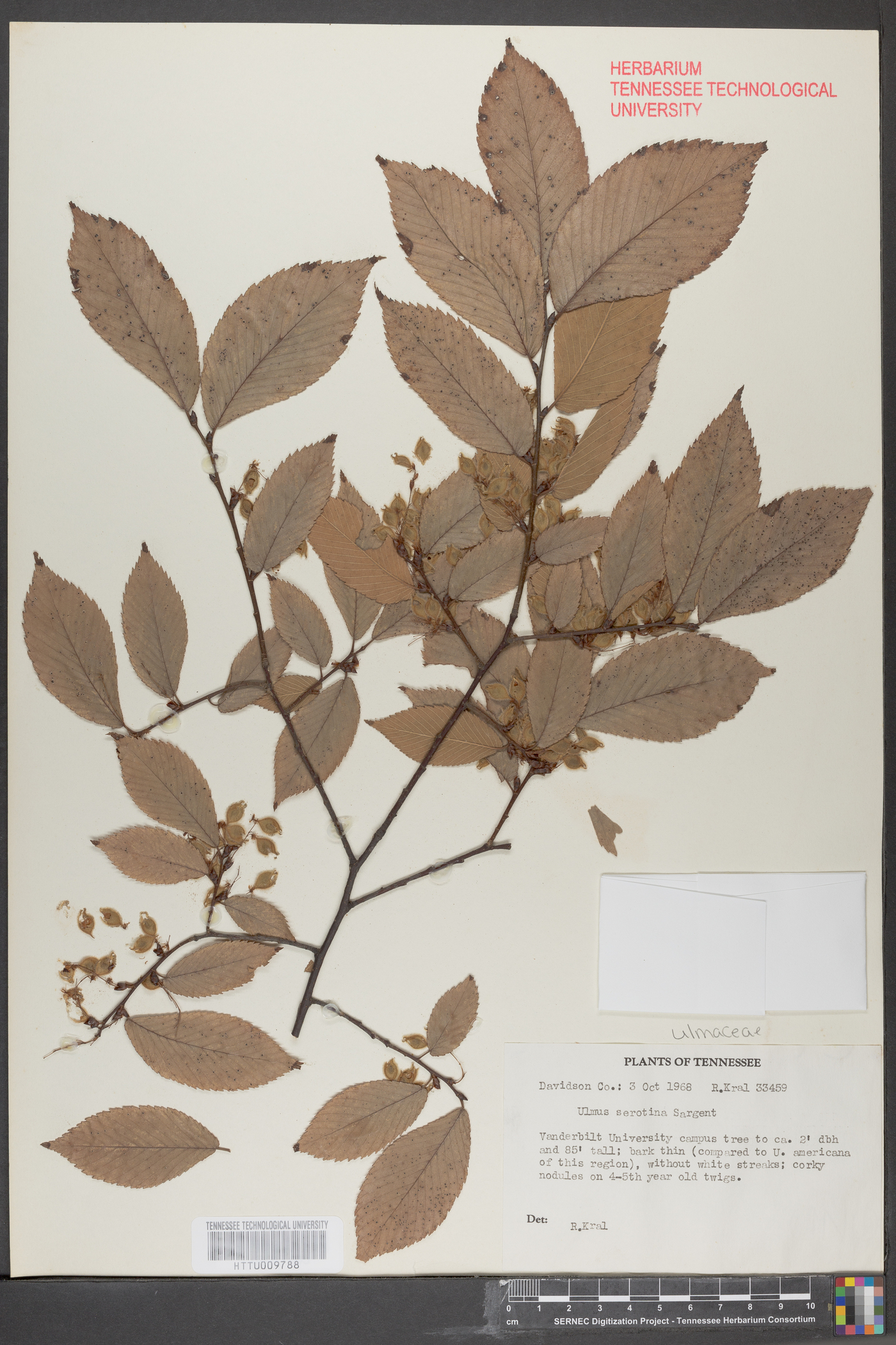 Ulmus serotina image