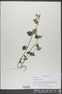 Urtica chamaedryoides image