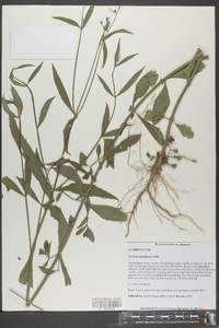 Verbena brasiliensis image