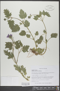 Verbena canadensis image