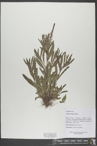 Verbena simplex image