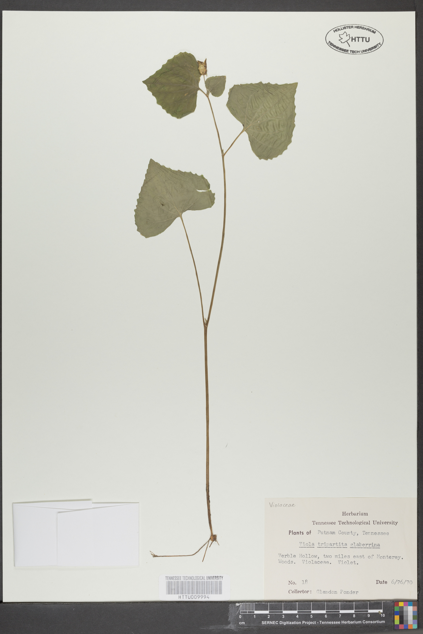 Viola tripartita image