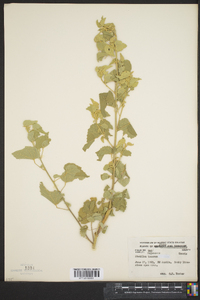 Abutilon incanum image