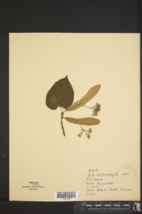 Tilia heterophylla image