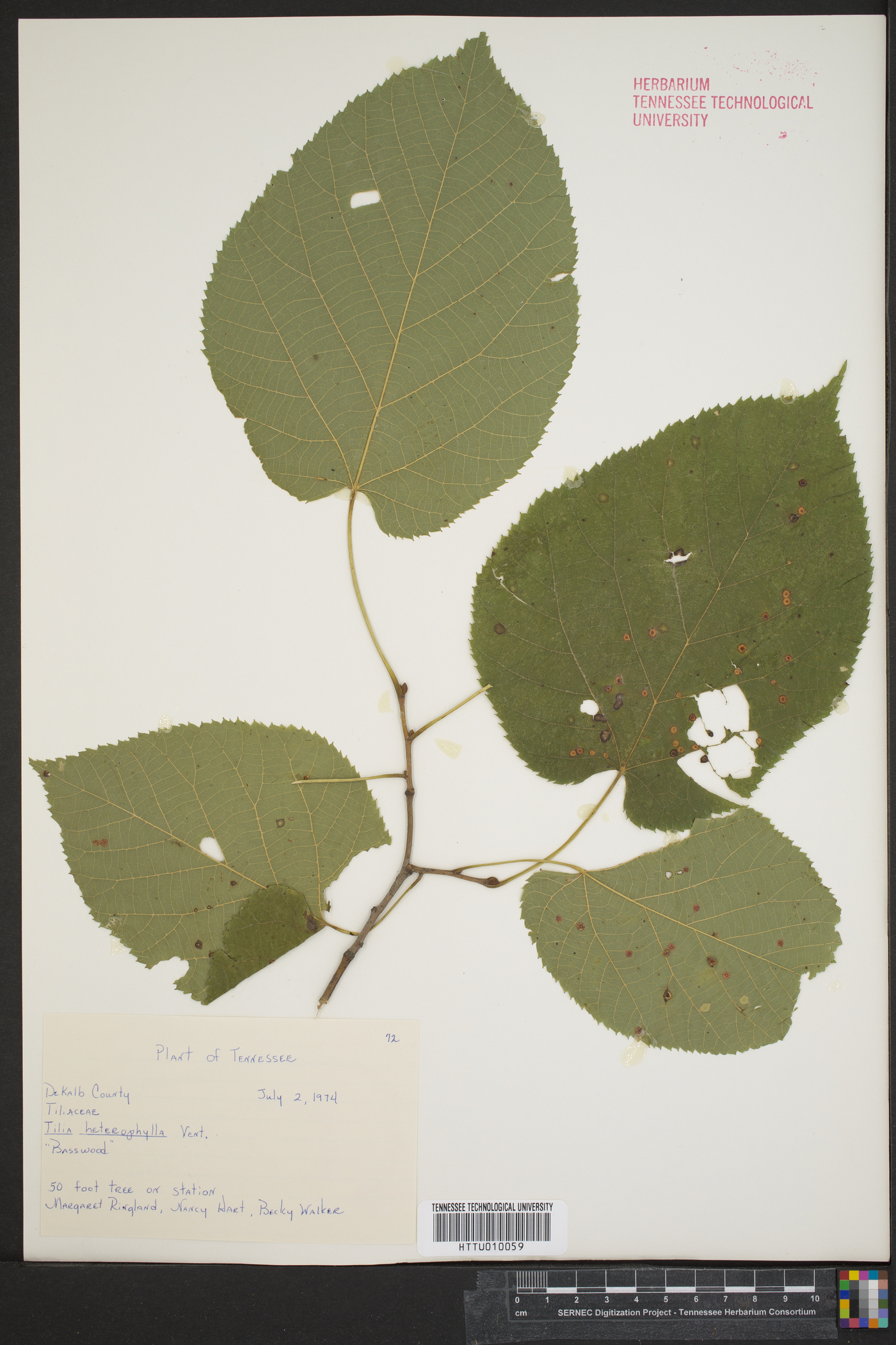 Tilia heterophylla image