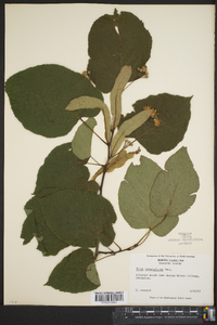 Tilia heterophylla image